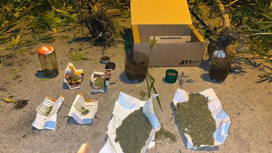 Cayó un hombre con 61 plantas de marihuana en barrio 1° de Mayo