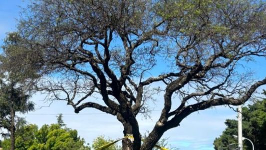 El quebracho blanco vive: celebran su rebrote tras el polémico traslado en Villa Allende