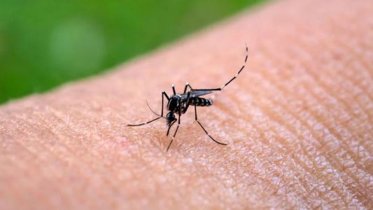 Alerta por chikungunya: ya son 433 los casos confirmados en toda la Argentina