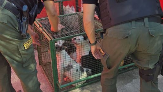 Rescatan a más de 30 perros de un criadero clandestino en el barrio Villa Unión
