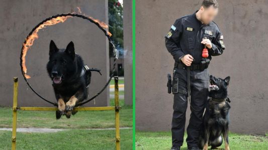 Se retiró Buster: el perro de la FPA que logró 344 operativos exitosos