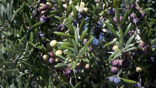 Camino del Olivo, atractivo turístico hacia los olivares en las sierras cordobesas