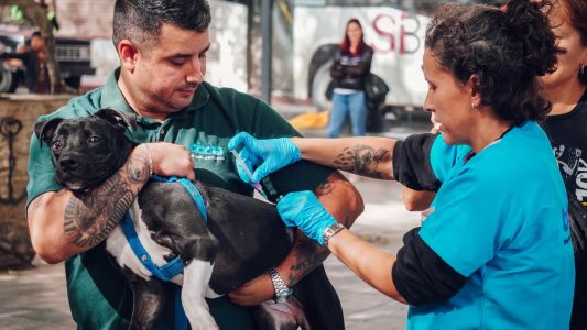 Día del Animal: jornada de vacunación antirrábica en el Concejo Deliberante en la ciudad
