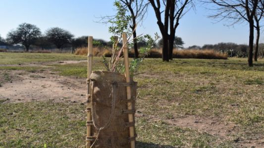 Célula de Bosque: la UCC impulsa un dispositivo innovador para restaurar ecosistemas