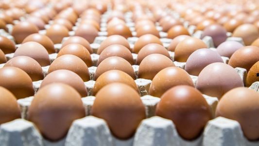 Huevos cordobeses al mundo: productores exportarán huevo deshidratado a Japón y Rusia