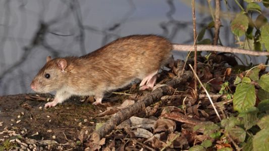 Argentina suma tres nuevos casos de hantavirus y la cifra total llega a 105