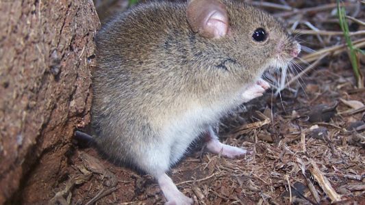 Salud reforzó las medidas para prevenir la Fiebre Hemorrágica Argentina este otoño