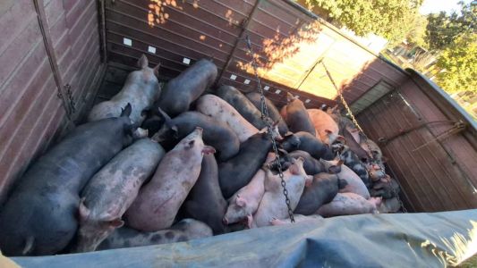 Detuvieron a un camionero en Colón por trasladar 35 cerdos sin documentación