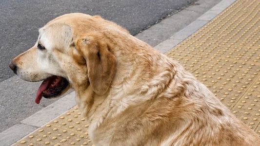 Tras un operativo, apareció sano y salvo un perro lazarillo en Nueva Córdoba
