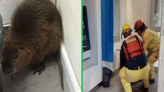 Una nutria sorprendió a todos en el centro de Cruz del Eje y fue rescatada