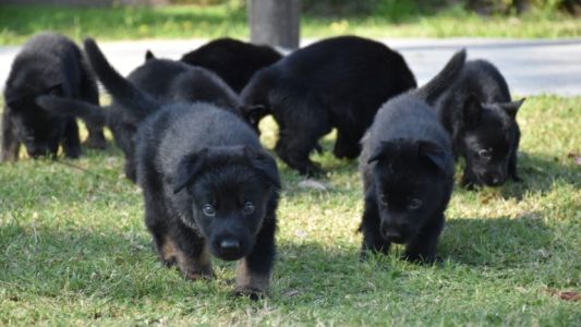 La Fuerza Policial Antinarcotráfico sumó ocho nuevos cachorros a su División K-9