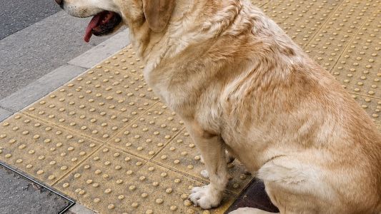 Tras un operativo, apareció sano y salvo un perro lazarillo en Nueva Córdoba