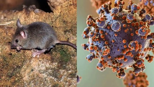Hantavirus en Argentina: ya se confirmaron 102 casos y especialistas piden mantener la calma