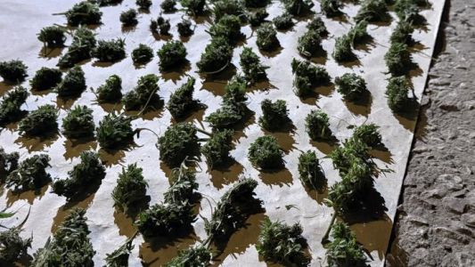Allanamientos en Marcos Juárez: la FPA secuestró cocaína, tussi y marihuana y detuvo a dos narcomenudistas