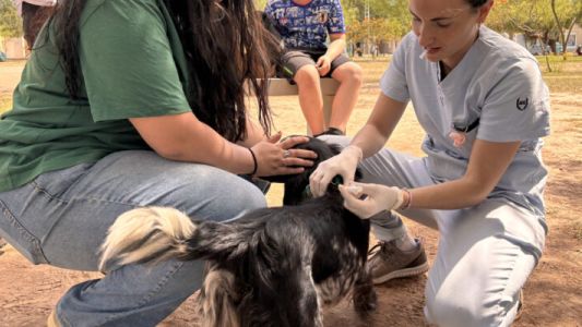 Jornadas itinerantes de vacunación antirrábica gratuita para perros y gatos en la ciudad