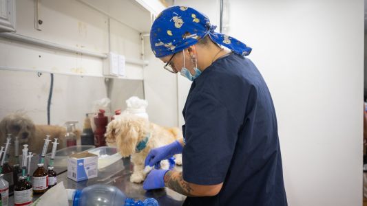 Reconocimiento internacional para Córdoba por su gestión humanitaria de animales de compañía