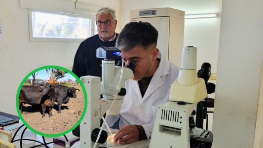 Córdoba impulsa la exportación de biotecnología bovina hacia Filipinas