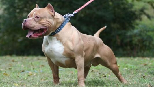 Una niña de 6 años fue gravemente atacada por un perro pitbull en Córdoba
