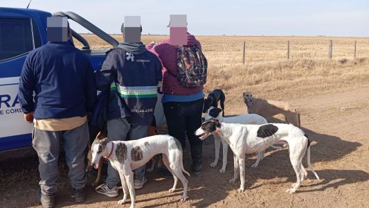 Detuvieron a 15 personas por caza ilegal y rescataron 33 perros en operativos rurales