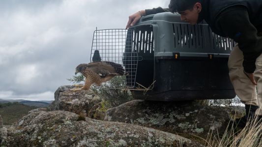 Liberaron 20 aves rescatadas en un paraje de las Sierras Chicas cerca de Córdoba