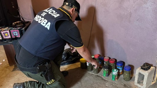 Allanamientos en la ciudad: siete detenidos y secuestro de drogas y plantas de cannabis