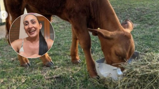 Hernando: tras el robo y muerte de Bernie, la escuela recuperó una nueva ternera para su proyecto educativo