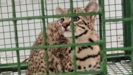 Recuperaron un cachorro de gato montés que estaba en cautiverio en Marcos Juárez