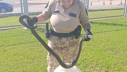Apareció una boa constrictora cerca del edificio de La Voz del Interior