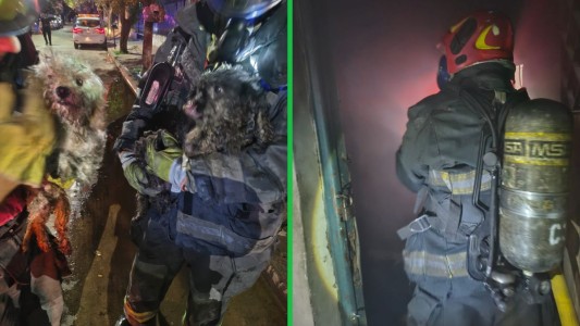 Bomberos rescataron a dos caniches durante un incendio en una vivienda de B° Colón