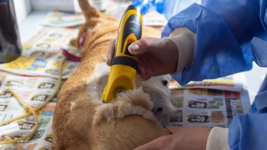 Castraciones gratuitas: el Móvil Municipal recorrerá los CPC y ampliará los turnos disponibles