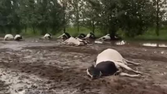Canals: una centella mató a varios animales durante un fuerte temporal