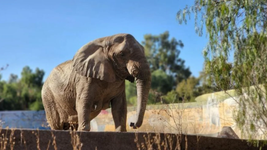 Murió Kenya, la elefanta que fue trasladada de Mendoza a Brasil en el mes de abril
