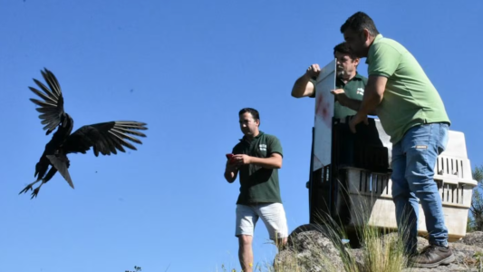 Liberaron decenas de aves y otros animales silvestres recuperados en Colanchanga