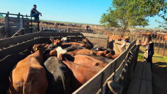 Secuestraron más de 1.000 vacas valuadas en más de $2.000 millones por un presunto fraude
