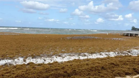 Sargazo obliga a cerrar la playa West Bay en Roatán en plena temporada alta turística