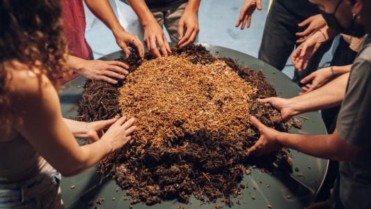 Construcción sustentable: crean paneles aislantes con hongos y cartón reciclado