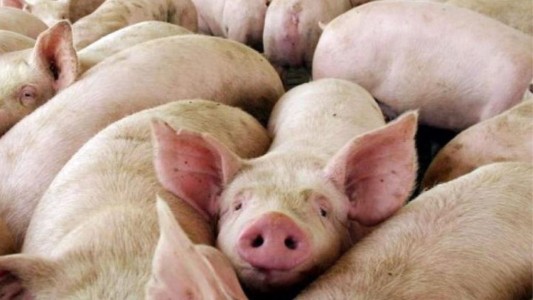 Detectaron cinco casos de triquinosis en Laboulaye: advierten por salames