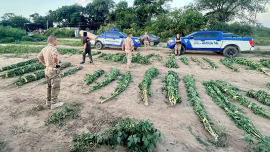 Hallaron casi 50 plantas de marihuana de tres metros en un campo de Ciudad de Mi Esperanza