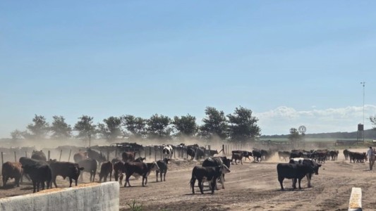 Escándalo en el campo: incautan 1.000 bovinos y el dueño denuncia un "robo legal"
