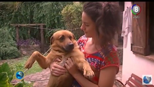 La conmovedora historia de "Valiente" perdió la movilidad en sus patas y necesita un hogar