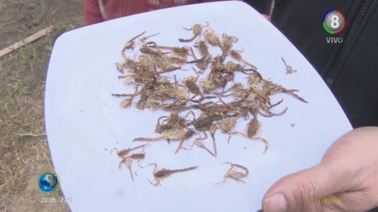 Vecinos del Talar de Mendiolaza denuncian invasión de alacranes