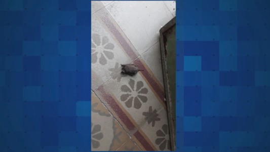 Este miércoles, será normal el dictado de clases en el colegio Carbó