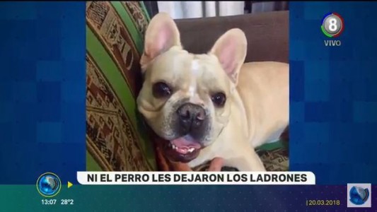 Inseguridad sin límites: Les robaron hasta el perro