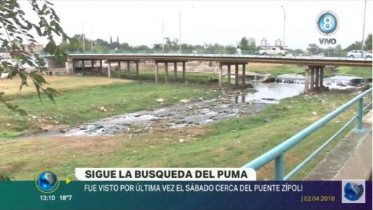 Sigue la búsqueda del puma en la costanera