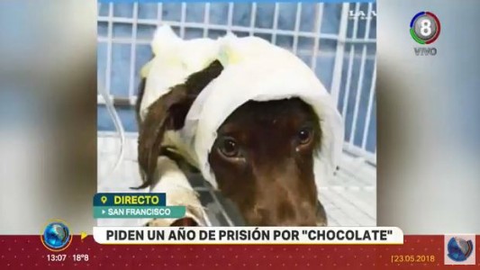 El fiscal pidió un año de prisión condicional por la muerte de Chocolate