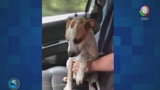 Día internacional del perro callejero: Un viral que llama a la adopción