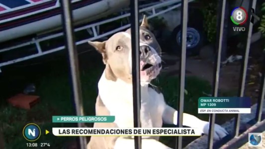 ¿Cómo evitar los ataques de los perros?