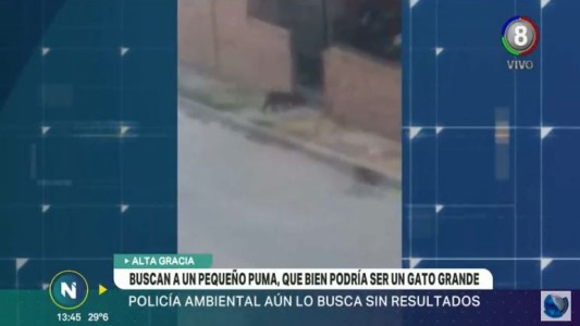 Buscan a un pequeño puma en Alta Gracia