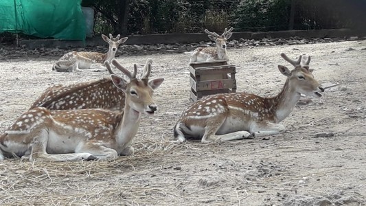 Jauría mató a 22 ciervos en el zoológico