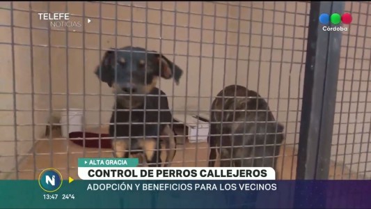 Alta Gracia: Programa para el control de perros callejeros